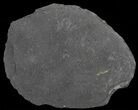 Fossil Graptolites (Didymograptus) - Great Britain #66614-1